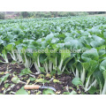 СС08 Yinong отличный устойчивый к болезням гибрид китайской капусты семена